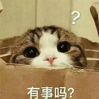 有事吗 蒙圈 猫 搞怪 逗