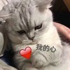 萌宠 猫星人 我的心 给你 呆萌 可爱