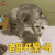 萌宠 猫 老哥开黑吗 王者荣耀 soogif soogif出品