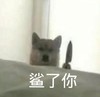 萌宠 汪星人 拿出一把刀 我杀了你 淘气 搞怪