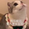 萌宠 喵星人 我可爱吗 要不要亲亲我 呆萌 可爱