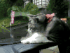 猫咪 搞笑 呆萌 可爱