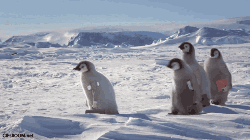 冬天 季节 企鹅 可爱