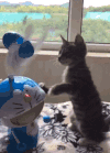 猫咪 机器猫 风扇 搞笑 呆萌 打扇页