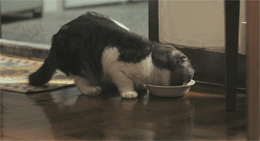 猫 吃货 可爱 午餐