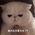 大米 脸大 猫