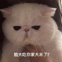 大米 脸大 猫 可爱 呆萌