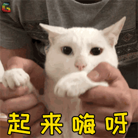 萌宠 猫 猫咪 开心 起来嗨 soogif soogif出品
