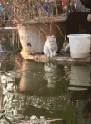 猫咪 猫 可爱 喵星人