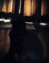 猫猫 眼睛 地板 窗帘