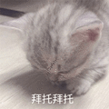 拜托 猫