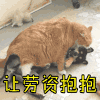 斗图 喵星人 让劳资抱抱 抱抱你