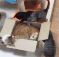 猫咪 可爱 纸箱子 玩耍