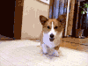 边牧 汪星人 游戏 球 Border Collie