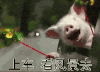 搞笑 猪猪 雷人 夸张