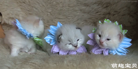 三只 戴花环的 白色萌猫 可爱