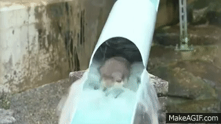 水獭 滑梯 探头 otter