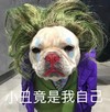 萌宠 汪星人 小丑竟是我自己 无奈 呆萌 可爱