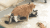 猫 可爱 萌宠