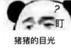 暴漫 文字表情包 猪猪的目光 盯 魔性 搞怪 沙雕