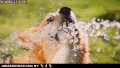 柯基 喝水 水花 帅气 魔性 corgi