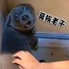 萌宠 汪星人 莫挨老子 别碰我 呆萌 搞怪