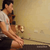 狗狗 作揖 模仿 可爱
