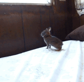 兔子 跳 着急 失误