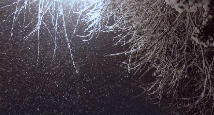 Cinemagraph 黑夜 下雪 树枝