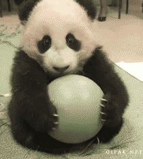 熊猫 抱紧 不给