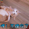 萌宠 猫咪 猫 拒绝 生气 哼 不理你了 soogif soogif出品