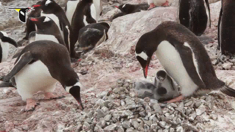 企鹅 岩石 Gentoo penguinsgentoo