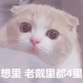 想你 猫