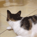 猫咪 喵星人 恐怖 转脸 斗图