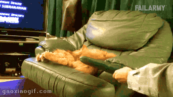 黄瓜 猫咪  沙发 可爱