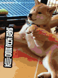 汪星人 萌宠 狗狗 柴犬 文字表情包