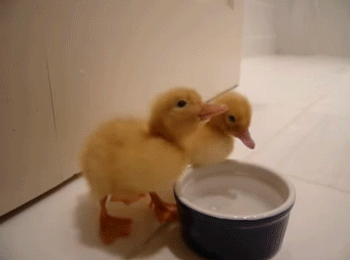 鸭子 喝水 杯 洗脚