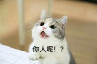 猫咪 喵星人 你人呢 可爱 萌萌哒