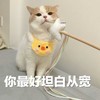 萌宠 猫星人 你最好坦白从宽 老实招来 呆萌 可爱