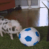 猪 萌宠