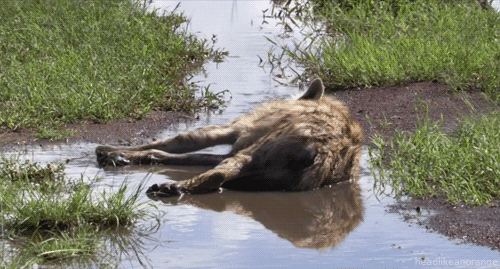 鬣狗 泥泞 水面 张望