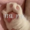 萌宠 猫星人 打住 别说了 呆萌 可爱