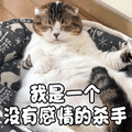 猫 萌宠 喵星人 我是一个没有感情的杀手 soogif soogif出品