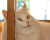 无聊 猫咪 萌 可爱