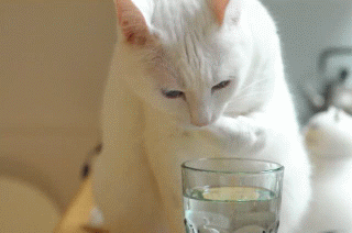 一只优雅的喵 优雅的 喝水是一种态度 可爱