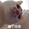 萌宠 猫星人 睡了吗哥 好奇 呆萌 可爱