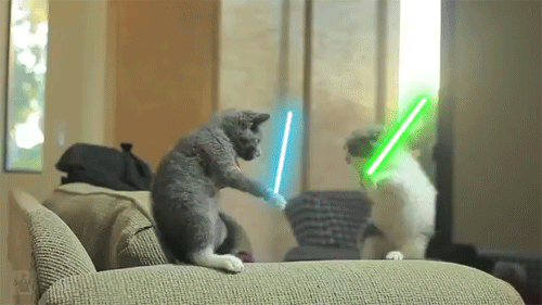 打架 猫咪 激光 棒