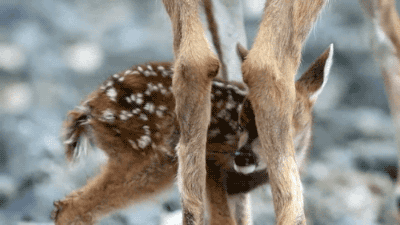 鹿 动物 可爱极了 鹿宝宝