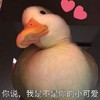 萌宠 小鸭子 你说 我是不是你的小可爱 搞怪 逗
