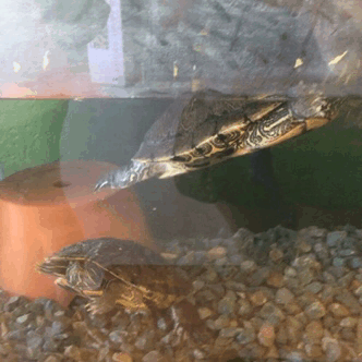 乌龟 游啊游 在水里